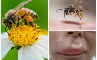 Какво да направя, ако една пчела е ухапала устните