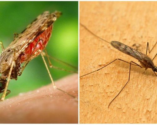 Какво представляват мамариалните комари и колко опасни са те за хората
