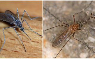 Описание и снимки на видовете комари