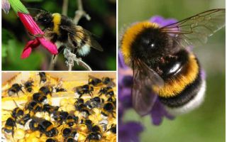 Описание и снимки на земната пчела