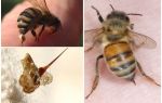 Пчеларство и оси