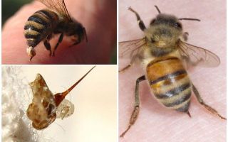 Пчеларство и оси