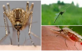 Как комарите виждат и какво ги привлича към човек
