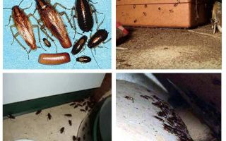 Какво представят хлебарките в къщата?