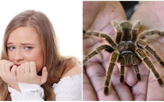 Каква е името на страха от паяци (фобия) и методите на лечение