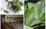 Как да използваме дафинов лист срещу хлебарки