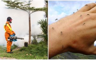 Средства за обработка на района от комари и кърлежи