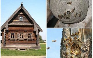 Как да изкараме пчелите от дървената къща и други места