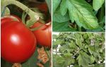 Афиди върху домати - какво да обработваме и как да се борим