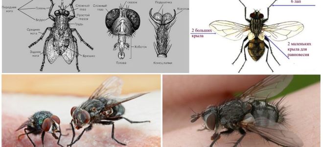 Структурата на мухата