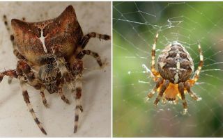 Spider jog: снимка и ефекти след хапване
