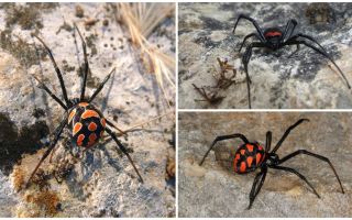 Описание и снимки на паяците от Казахстан