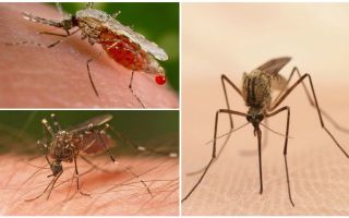 Колко комари трябва да изпиете цялата кръв
