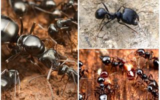 Мравки жътварки