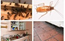 Да се ​​отървете от хлебарки в апартамента веднъж завинаги