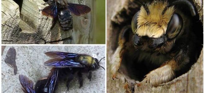 Как да премахнете дървените пчели от дървена къща