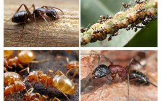 Градини мравки вреди и полза