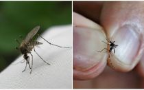 Как да се размножава и колко комари живеят