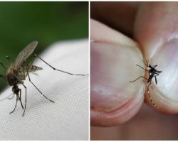 Как да се размножава и колко комари живеят