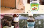 Борба с мравки в къща или апартамент