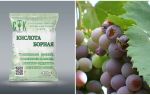 Как да се предпазим гроздето от оси по време на узряването му