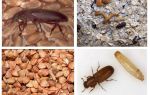 Blackflies в зърнени храни, брашно, макаронени изделия и как да се отървете от тях