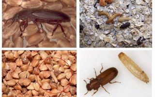 Blackflies в зърнени храни, брашно, макаронени изделия и как да се отървете от тях