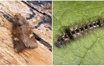 Описание и снимка на пеперуди и гъсеници, които помагат да се борим