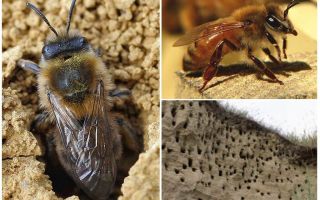 Как да премахнете земните пчели от обекта