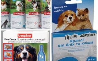 Бълхи и кърлежи лекарства за кучета