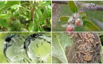 Как да се отървете от гъсеници на ябълково дърво