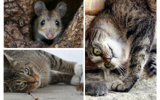 Котките и котките ядат ли мишки?