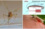 Интересни факти за структурата на комарите