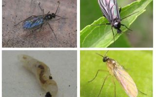Как да се отървете от черни мухи в закрити растения и цветни саксии