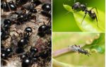 Видове мравки в Русия и света