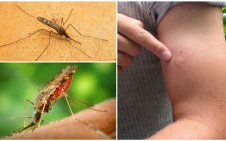 Какво да направите, ако сте ухапани от анофелен комар