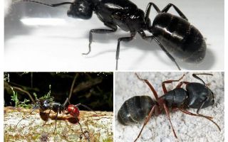 Най-големите мравки в света