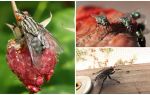 Описание и снимки на домашни мухи