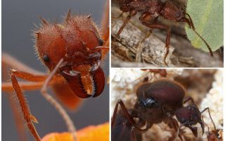 Фрези за мравки