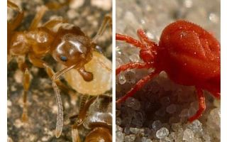 Мравки срещу кърлежи