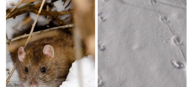 Как изглеждат следите от плъхове в снега