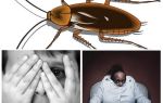 Защо хората се страхуват от хлебарки