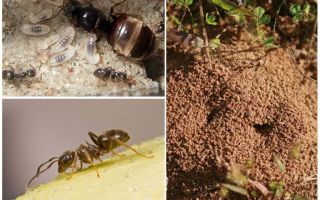 Градински черни мравки