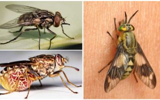 Сортове мухи с снимки и описания
