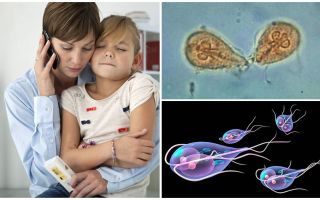 Как да се лекува Giardia при деца от д-р Komarovsky