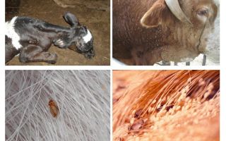 Лечение на въшки при крави и телета