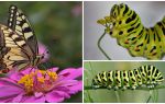 Описание и снимка на гъсеницата на пеперудата Machaon