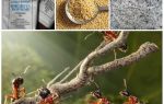 Борба с мравки в градината парцел народни средства