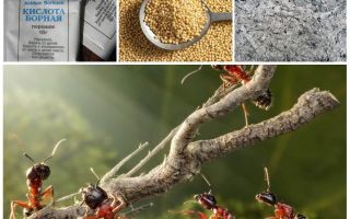Борба с мравки в градината парцел народни средства