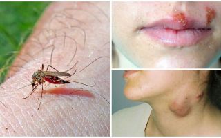 Какви заболявания страдат комарите?